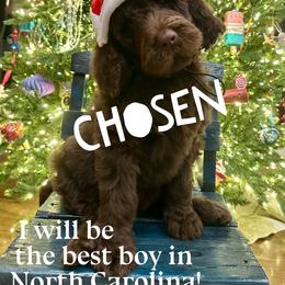 Gopher - male Newfypoo puppy in Jackson, Missouri from Two Sisters Ranch, LLC