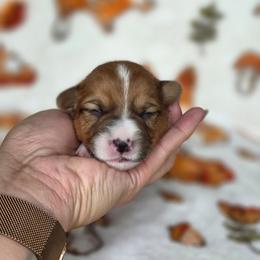 Isabella - Sable and white female American Corgi puppy in Tallahassee, Florida from Koko's Korgis