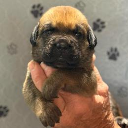 Fawn Black - Fawn male Cane Corso puppy in Paris, Texas from Knucklehead Cane Corso