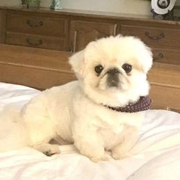 Pekingese Puppies from Andrea Johnson Pekingese