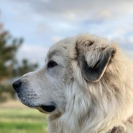 Great Pyrenees from EverestSnow Pyrenees