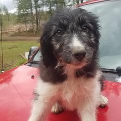 Bordoodle Puppies from Country Life Bordoodles