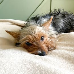 Lola - Yorkshire Terrier