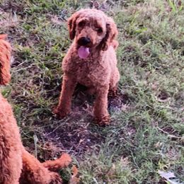 Goldendoodles from Whitty Doodles