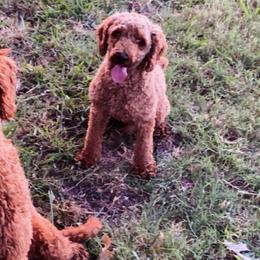 Goldendoodles from Whitty Doodles