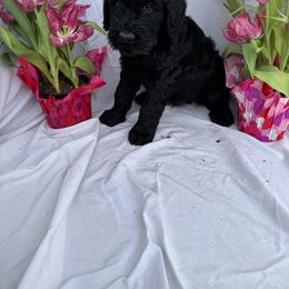 Light blue - Black Giant Schnauzer puppy in Missouri from Jotunn Kennels