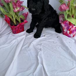 Light blue - Black Giant Schnauzer puppy in Missouri from Jotunn Kennels