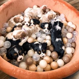 Cavalier King Charles Spaniel and Cavapoo Puppies from Pixie Dust Cavaliers