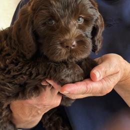 Aspen - Chocolate female Australian Labradoodle puppy in Otis, Massachusetts from Tango Wool Labradoodles