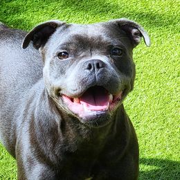 Styx - Staffordshire Bull Terrier