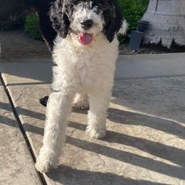 Brown - Labradoodle puppy in Santa Maria, California from Diaz Doodles