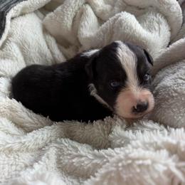 Daffodil - Black & white female Australian Shepherd puppy in Ellensburg, Washington from Creekside Aussies