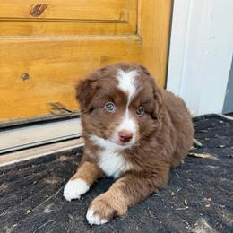 Bingo - Red tri male Miniature Australian Shepherd puppy in Denton, Texas from Rigsby Ranch