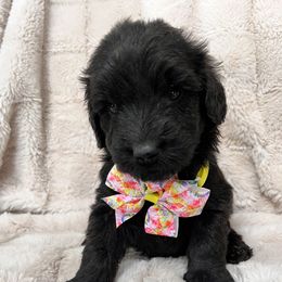 Princess - Black female Australian Labradoodle puppy in Morristown, New Jersey from English Manor Labradoodles