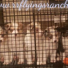 Border Collie Puppies from Flying S Ranch Border Collies