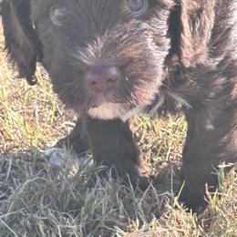 Iona - Chocolate female Labradoodle puppy in Manchaca, Texas from Heartrock Labradoodles