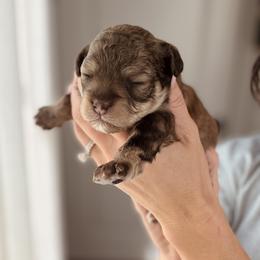 Sloane - Brown female Shihpoo puppy in Chelsea, Alabama from Doodle Lane - Toy Doodles Alabama