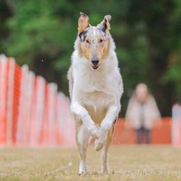 Lana - Collie