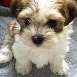 Afghan Hounds and Havanese from Dragonfly Kennels