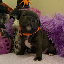 Orange Boy - Brindle and white male Staffordshire Bull Terrier puppy in Phoenix, Arizona from Volstock Staffordshire Bull Terriers