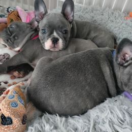 French Bulldog Puppies from Legends Frenchton's and French Bulldogs