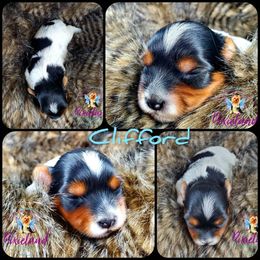 Yorkshire Terrier Puppies from Pixieland Yorkshire Terriers