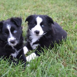 Australian Shepherd and Miniature Australian Shepherd Puppies from Gleiming Stars Aussie