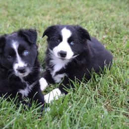 Australian Shepherd and Miniature Australian Shepherd Puppies from Gleiming Stars Aussie