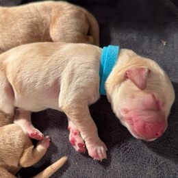 Blue Boy - Yellow male Labrador Retriever puppy in Rock Hill, South Carolina from North Star Retrievers