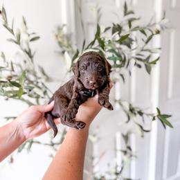 Biscuit - Chocolate male Goldendoodle puppy in Greencastle, Indiana from Willow & Co.