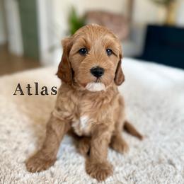 Atlas - Red  male Goldendoodle puppy in Glendale, Arizona from Follow Your Bliss Doodles