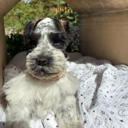 Lyra - Parti female Miniature Schnauzer puppy in Hemet, California from Journee Home Mini Schnauzers