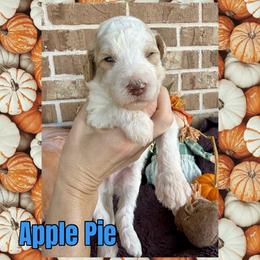 Apple Pie - Parti male Goldendoodle puppy in Caddo Mills, Texas from Fire Wife Doodles