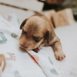Pup 3 - Cream female Dachshund puppy in Staley, North Carolina from Langley Farms Dachshunds