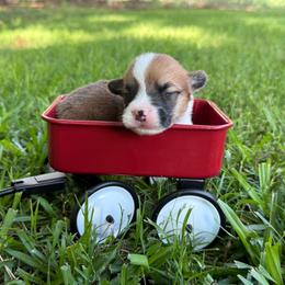Red - fluff carrier - Red male Pembroke Welsh Corgi puppy in Nashville, Arkansas from Whisenhunt Farms