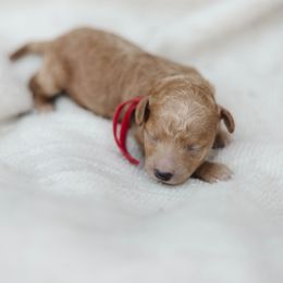 Cavapoo and Poodle Puppies from Puppy Buddy USA