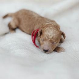 Cavapoo and Poodle Puppies from Puppy Buddy USA