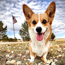 Phoebe - Pembroke Welsh Corgi