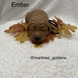 Ember - Golden female Golden Retriever puppy in Victorville, California from Martinez Goldens