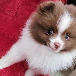 Bee - Chocolate parti female Pomeranian puppy in Wentzville, Missouri from Pawsome Poms