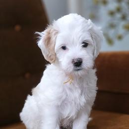 Mr. Yellow - Parti male Goldendoodle puppy in Saratoga Springs, Utah from Serene Canyon Doodles