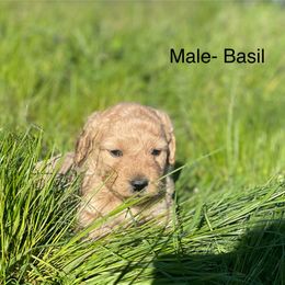 Goldendoodle Puppies from Doodle Paradise