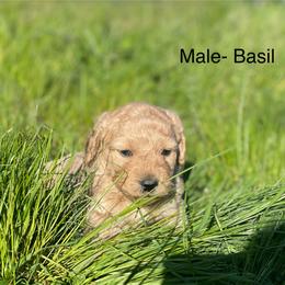 Goldendoodle Puppies from Doodle Paradise