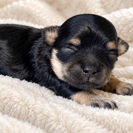 Rosie - Phantom female Maltipoo puppy in Ashville, Alabama from LMC Pups