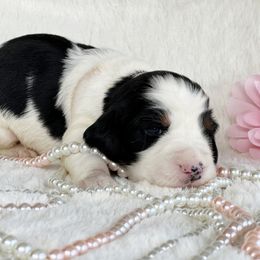 English Springer Spaniel Puppies from Cedarhaven Springer Spaniels