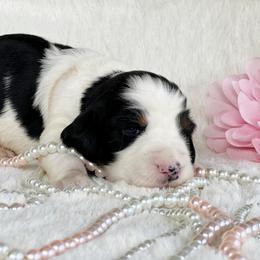 English Springer Spaniel Puppies from Cedarhaven Springer Spaniels