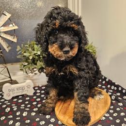 Mint collar - Phantom female Bernedoodle puppy in Shelby, North Carolina from Forever Grateful Doodles