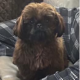 Spark - Shih Tzu