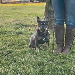 Ellie - French Bulldog