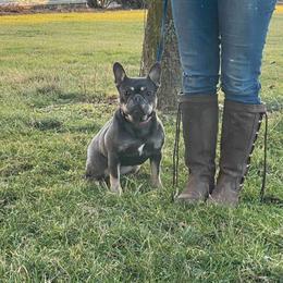 Ellie - French Bulldog